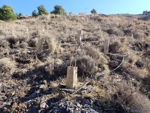 El Caerm apoya a ARBA en la recuperación del bosque autóctono de Cartagena - 3, Foto 3