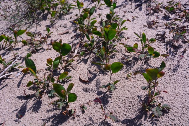 ANSE elimina 16.000 plántulas de acacia y solariza 4.000 m2 de arenales contra la vegetación invasora en La Manga - 3, Foto 3
