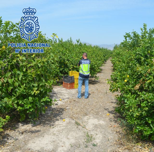 Detenido por intentar estafar setenta mil euros tras hacerse pasar por dueño de una finca de limones - 1, Foto 1