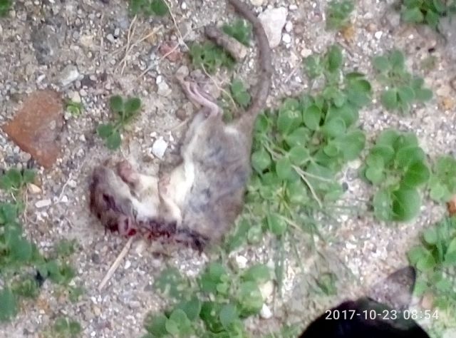 IU-Lorca pide actuaciones de urgencia para resolver graves problemas que afectan a vecinos de la Virgen de las Huertas - 1, Foto 1