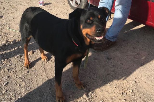 La Policía Local rescata a un Rottweiler que se encontraba desorientado en la Vereda de San Félix - 1, Foto 1