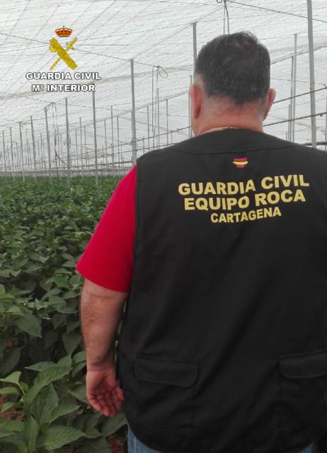 La Guardia Civil desmantela un grupo delictivo dedicado a sustraer productos agrícolas - 3, Foto 3
