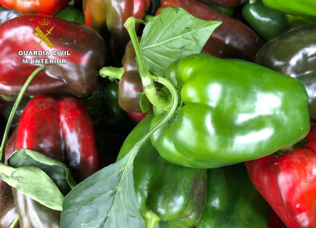 La Guardia Civil desmantela un grupo delictivo dedicado a sustraer productos agrícolas - 4, Foto 4