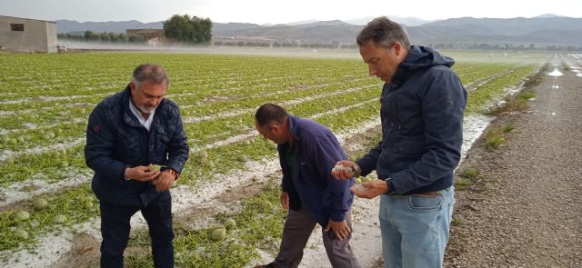 Fulgencio Gil visita las zonas afectadas por el granizo que esta tarde ha arruinado las plantaciones de agricultores lorquinos, especialmente en Marchena - 1, Foto 1