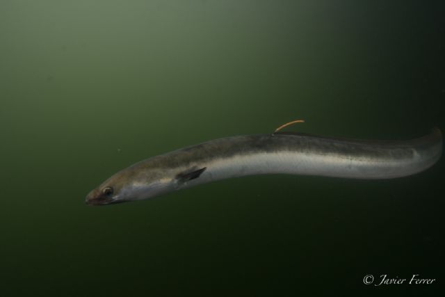 WWF y ANSE piden una acción urgente y coordinada para salvar la anguila europea - 1, Foto 1