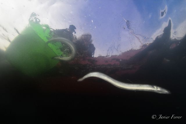 WWF y ANSE piden una acción urgente y coordinada para salvar la anguila europea - 2, Foto 2