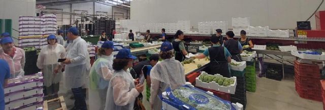 El Llano de Zafarraya, la única huerta de España donde brotan alcachofas en verano - 2, Foto 2