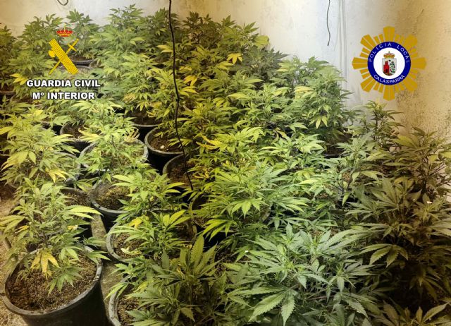 Desmantelado en Calasparra un grupo delictivo que cultivaba gran cantidad de marihuana - 5, Foto 5