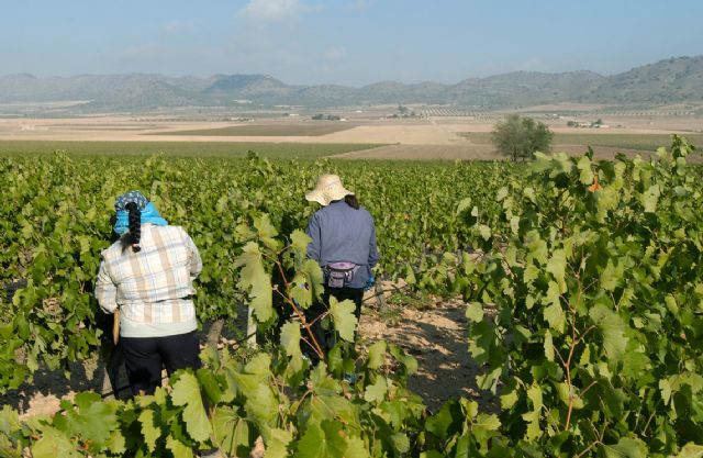 163 viticultores recibir�n cerca de 1,2 millones de euros de ayudas para la cosecha en verde