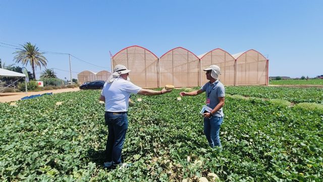 Proexport examina las innovaciones varietales en mel�n y sand�a que presentan las principales casas de semillas europeas en la Regi�n de Murcia