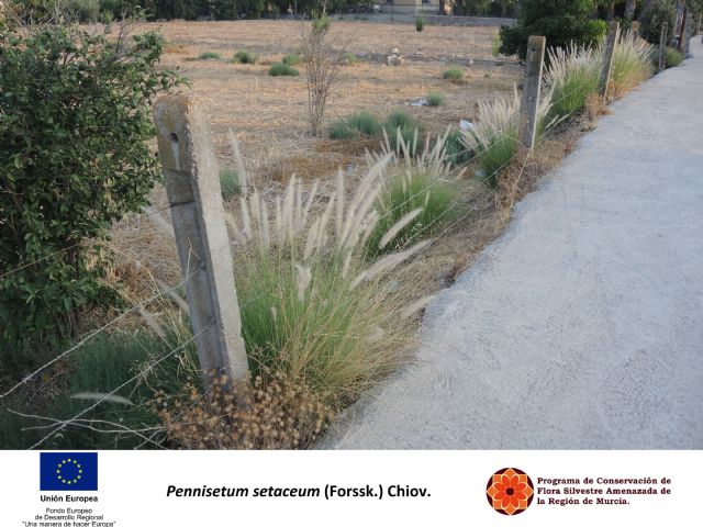 La Comunidad pide a los ayuntamientos que empleen plantas autóctonas en sus zonas ajardinadas en lugar de plantas exóticas