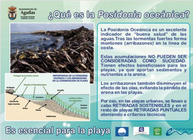 El Ayuntamiento pone en marcha una campaña de sensibilización ambiental sobre la posidonia - 3, Foto 3