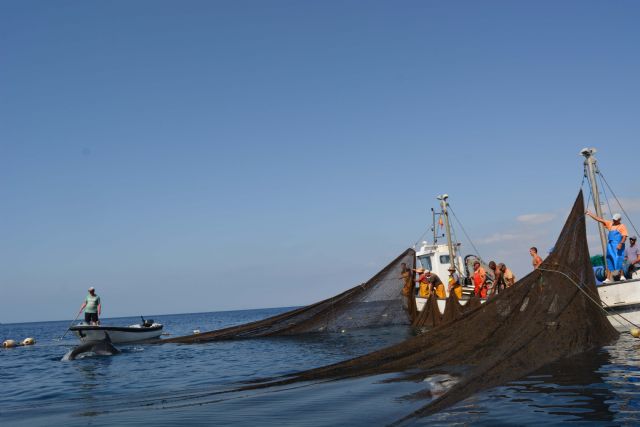 Liberados dos delfines mulares de la almadraba de la Azohía, Cartagena - 2, Foto 2