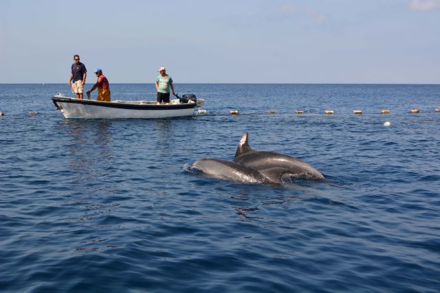 Liberados dos delfines mulares de la almadraba de la Azohía, Cartagena - 3, Foto 3
