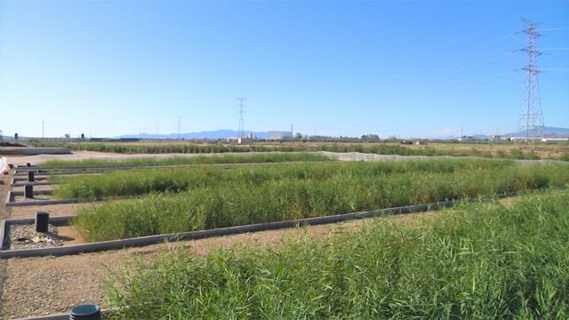 Cefusa y la UPCT trabajan en la sostenibilidad de la granja del futuro, Foto 3