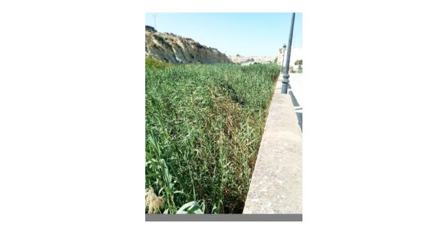 Ciudadanos solicita el acondicionamiento del cauce del río Mula - 2, Foto 2
