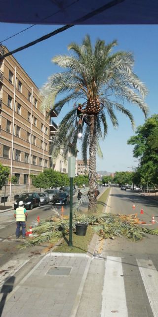 Desarrollo Urbano poda más de 15.000 palmeras en el municipio de Murcia - 2, Foto 2
