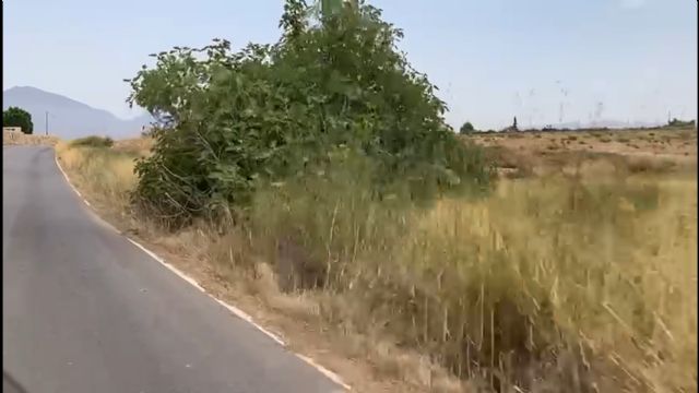 El PP reclama el desbroce y limpieza urgente de la carretera entre Almendricos y La Campana, tras las numerosas quejas vecinales por el estado que presenta - 1, Foto 1