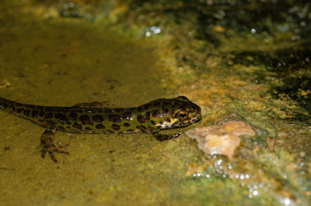 La introducción ilegal de especies protegidas puede suponer una amenaza a la biodiversidad, según estudios de la UMU y la UMH - 1, Foto 1