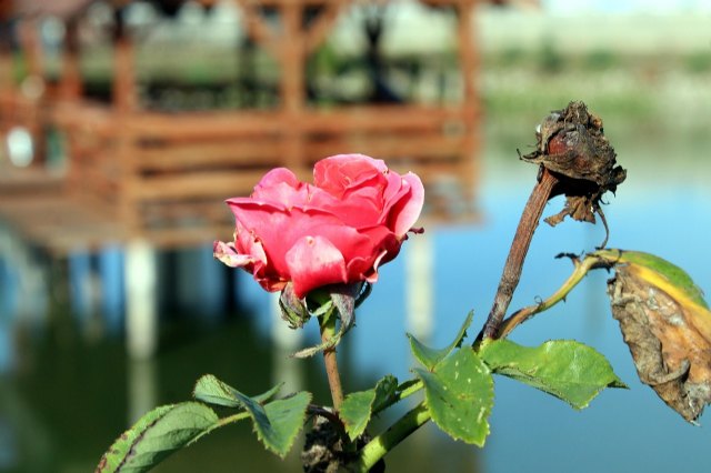 “Me cuesta aceptar mi cuerpo desde que empecé a engordar - 1, Foto 1