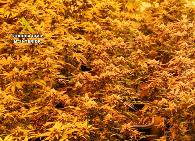 La Guardia Civil detiene a una pareja por cultivo ilícito de marihuana y robos en Las Torre de Cotillas - 2, Foto 2