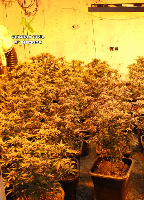 La Guardia Civil detiene a una pareja por cultivo ilícito de marihuana y robos en Las Torre de Cotillas - 4, Foto 4