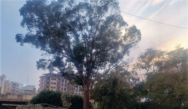 IU denuncia la tala de un eucalipto gigante en la casamata de San Diego - 2, Foto 2
