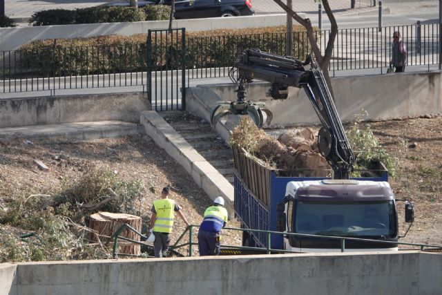IU denuncia la tala de un eucalipto gigante en la casamata de San Diego - 3, Foto 3