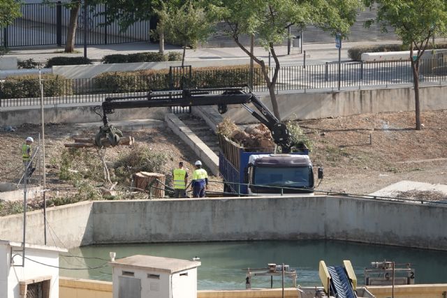 IU denuncia la tala de un eucalipto gigante en la casamata de San Diego - 4, Foto 4