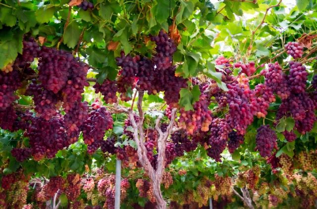 Carrefour colabora con Grupo El Ciruelo y Moyca Grapes y lanza nuevas variedades de uva espa&ntilde;ola - 2, Foto 2