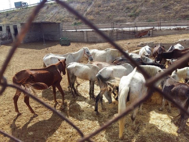 Ciudadanos denuncia el maltrato animal reiterado durante años de la granja de equinos de Sutullena - 2, Foto 2