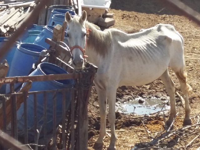 Ciudadanos denuncia el maltrato animal reiterado durante años de la granja de equinos de Sutullena - 3, Foto 3