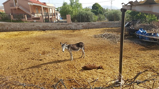 Ciudadanos denuncia el maltrato animal reiterado durante años de la granja de equinos de Sutullena - 4, Foto 4
