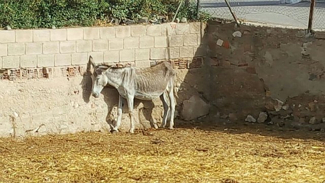 Ciudadanos denuncia el maltrato animal reiterado durante años de la granja de equinos de Sutullena - 5, Foto 5