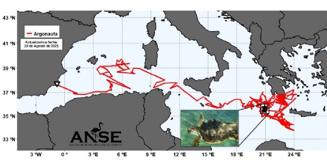 Argonauta, una de las tortugas nacidas en Calblanque y marcadas por ANSE, todo un record de seguimiento por satélite - 1, Foto 1