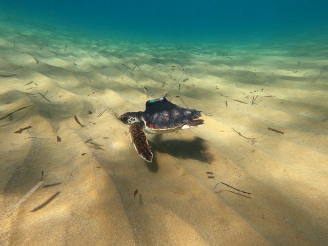 Argonauta, una de las tortugas nacidas en Calblanque y marcadas por ANSE, todo un record de seguimiento por satélite - 2, Foto 2