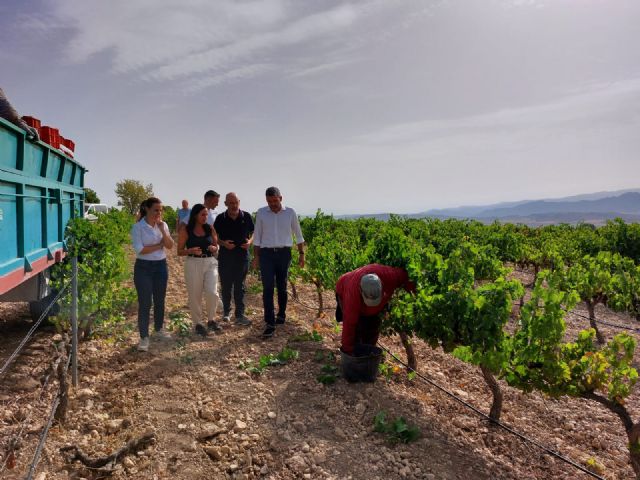 Comienza la vendimia en la Región de Murcia con el objetivo de alcanzar 80.000 toneladas de uva de excelente calidad - 1, Foto 1