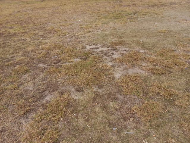 Destrozado el césped natural del Campo Municipal de Rugby de Las Torres de Cotillas - 1, Foto 1