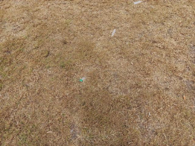 Destrozado el césped natural del Campo Municipal de Rugby de Las Torres de Cotillas - 3, Foto 3