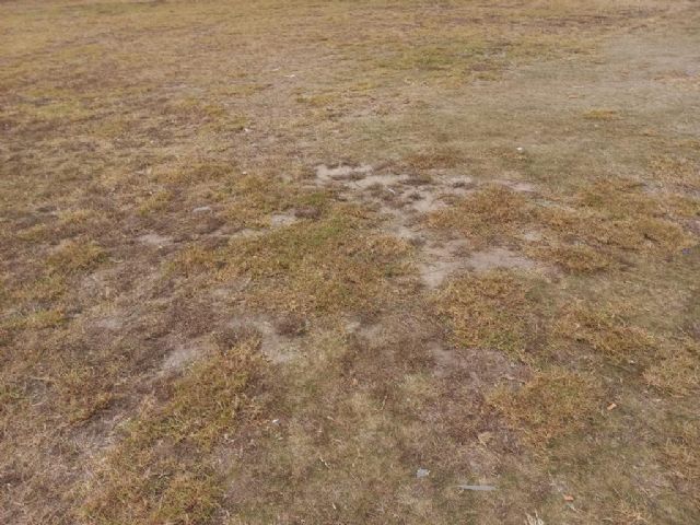 Destrozado el césped natural del Campo Municipal de Rugby de Las Torres de Cotillas - 5, Foto 5