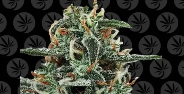 Encuentra las Mejores Semillas Feminizadas para tu Cultivo en Murcia - 1, Foto 1