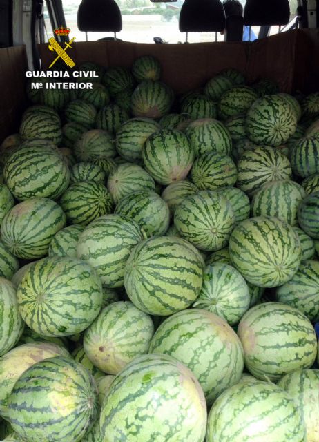 La Guardia Civil desmantela un grupo delictivo dedicado a la sustracción de sandías, Foto 4