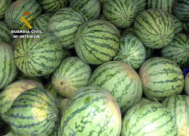 La Guardia Civil desmantela un grupo delictivo dedicado a la sustracción de sandías, Foto 5