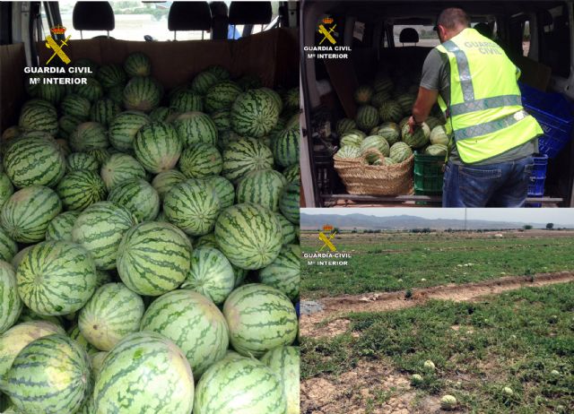 La Guardia Civil desmantela un grupo delictivo dedicado a la sustracción de sandías, Foto 6