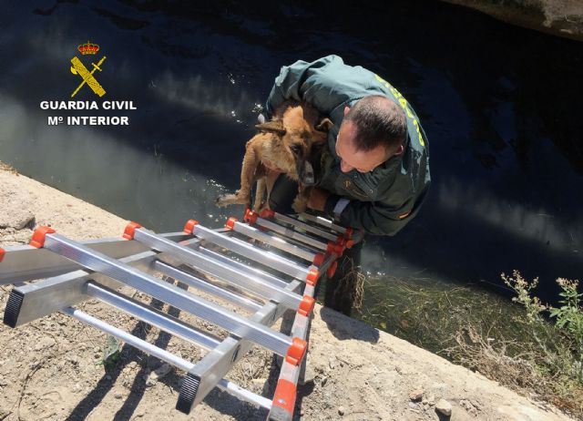 La Guardia Civil rescata a dos pastores alemanes que habían caído a una acequia - 1, Foto 1