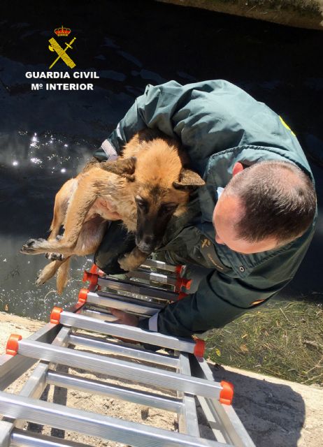 La Guardia Civil rescata a dos pastores alemanes que habían caído a una acequia - 2, Foto 2