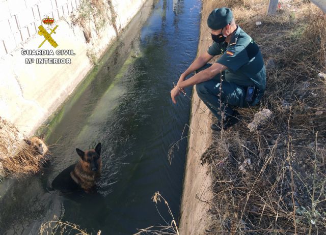 La Guardia Civil rescata a dos pastores alemanes que habían caído a una acequia - 3, Foto 3