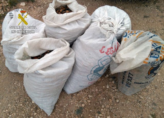 La Guardia Civil desmantela un grupo delictivo dedicado a la sustracción de productos agrícolas - 5, Foto 5