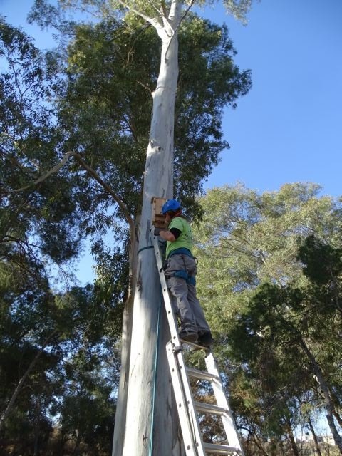 ANSE: El río Segura constituye un ecosistema valioso para las poblaciones de murciélagos - 2, Foto 2
