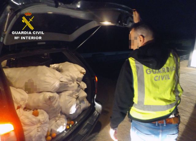 La Guardia Civil detiene in fraganti a tres individuos cuando salían de una finca agrícola con más de una tonelada de mandarinas - 2, Foto 2
